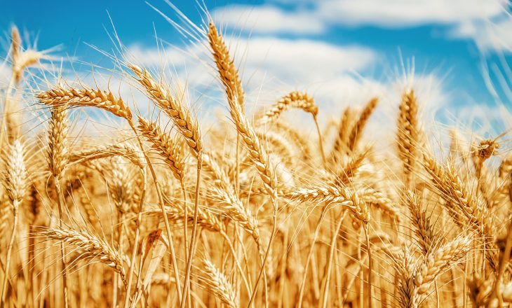 Custo total de produção do trigo é estimado em R$ 2,82 mil por hectare