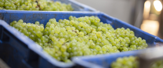 Cooperativa Vinícola Garibaldi ultrapassa os 24,4 milhões de quilos de uvas recebidos