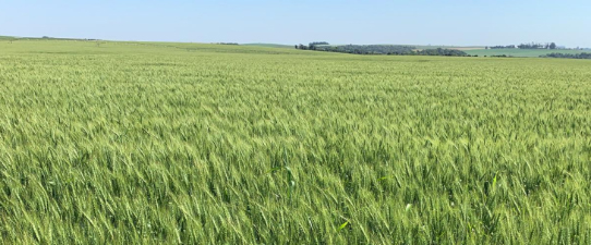 Colheita gaúcha do trigo deve iniciar com perspectiva de bom potencial produtivo