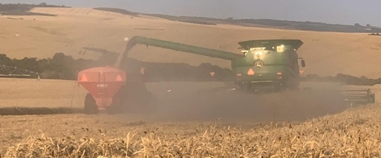 Eventos climáticos afetam safra de trigo no Rio Grande do Sul