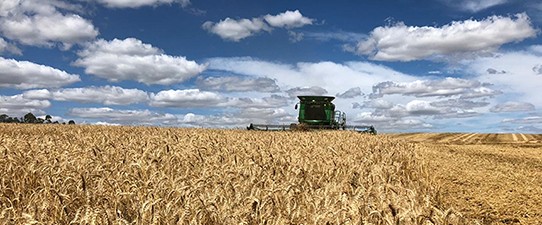 Custos de produção do trigo tem alta de 21,77% para esta safra