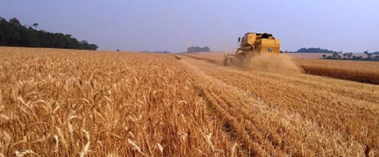 RS poderá ter a maior produção de trigo da história em 2022