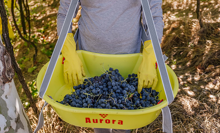 Vinícola Aurora inicia safra da uva e prevê receber 75 milhões de quilos