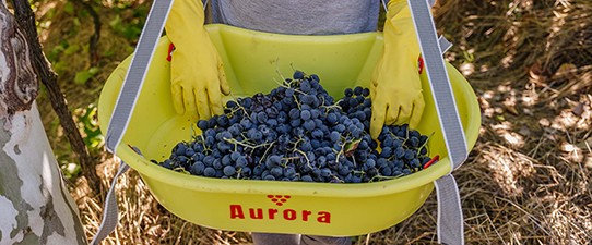 Vinícola Aurora inicia safra da uva e prevê receber 75 milhões de quilos