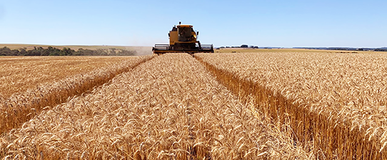 Cooperativas agropecuárias gaúchas debatem cenário para o trigo