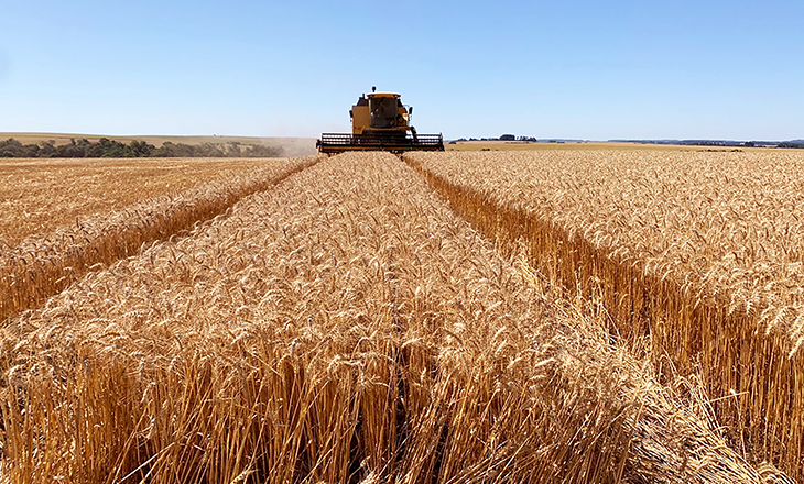 Cooperativas agropecuárias gaúchas debatem cenário para o trigo

