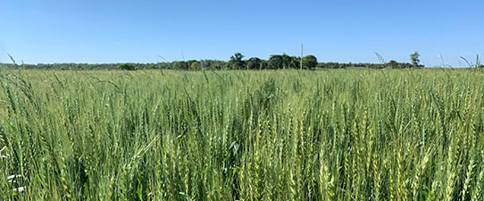 Cultura do trigo segue em desenvolvimento no Rio Grande do Sul