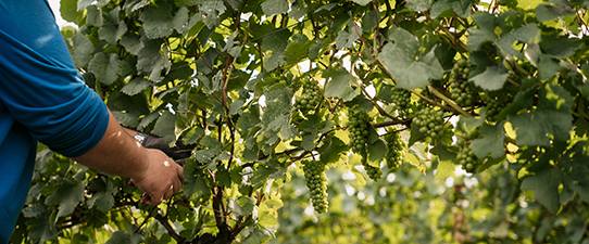 Safra da uva inicia na Cooperativa Vinícola Aurora e estimativa é chegar aos 63 milhões de quilos